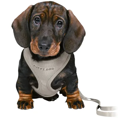 Jezevčík s béžovým postrojem z mesh materiálu, nápis 'Puppy Dog', připojený na vodítku.