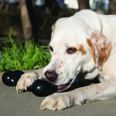 Hund spielt mit einem schwarzen Kauspielzeug in Knochenform auf einer Betonfläche.