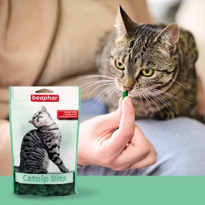 Beaphar Catnip Bits. Gesunder Snack mit Katzenminze-Paste. Katze schnuppert an grünem Snack, gehalten von einer Hand.
