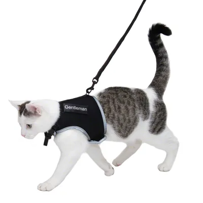 Gatto bianco con macchie grigie che indossa una pettorina nera con la scritta 'Gentleman' ed è tenuto al guinzaglio.