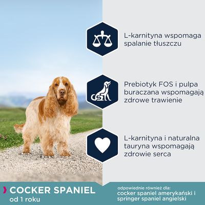 Cocker Spaniel od 1 roku. L-karnityna wspomaga spalanie tłuszczu, prebiotyk FOS i pulpa buraczana wspomagają trawienie, tauryna wspiera zdrowie serca. Tekst w języku polskim.