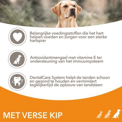 IAMS Advanced Nutrition Senior Large Dog 7+ met Kip