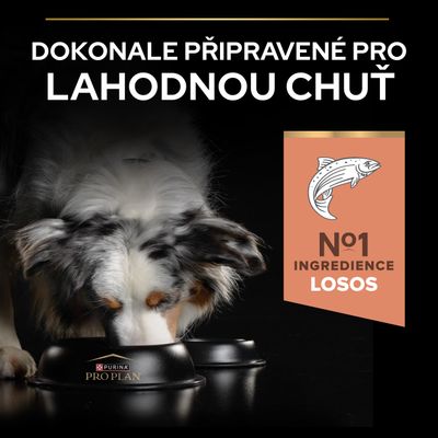 Purina Pro Plan miska, pes jí. Text: Číslo 1 složka, losos (Losos), perfektně připravený pro lahodnou chuť.