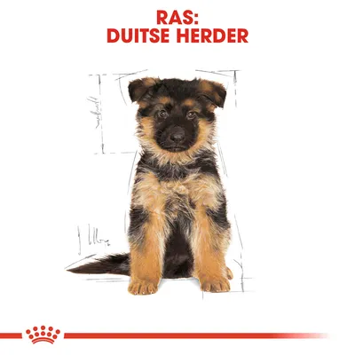 Ras: Duitse Herder, afbeelding van een jonge Duitse herder pup zittend op witte achtergrond met rode tekst bovenaan.