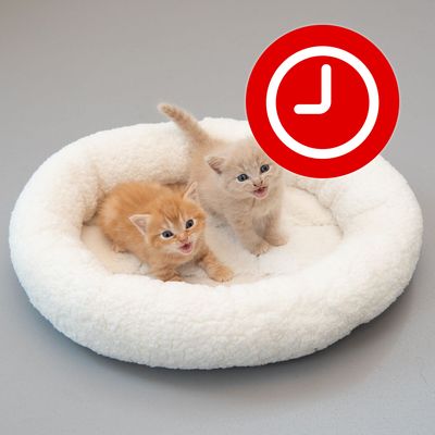 Protecție geam rabatabil, prețuri bune la zooplus