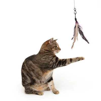 Katt leker med hängande kattvippa med fjädrar. Fjädrarna är svarta, vita och lila. Produkten visas i användning av katt.