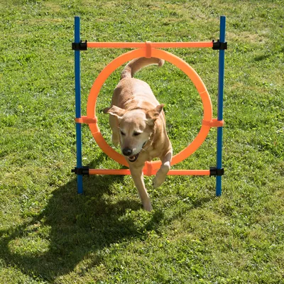 Hund springt durch einen orangefarbenen Trainingsreifen, montiert auf blauen Stangen, auf einer grünen Wiese.