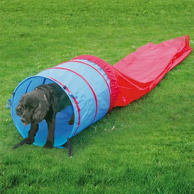 Pet agility tunnel in blue and red shown outdoors on grass, with a pet demonstrating use by walking through the tunnel.