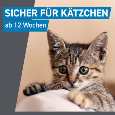 Sicher für Kätzchen ab 12 Wochen.