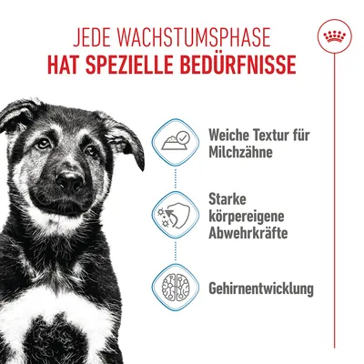 Royal Canin Maxi Puppy in Soße - 10 x 140 g