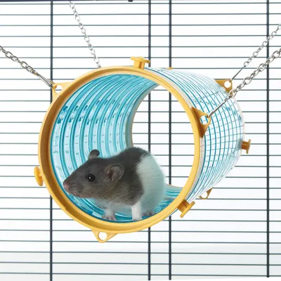 Small animal inside a transparent hanging tunnel attached to a cage, demonstrating use of the tunnel accessory for pets. Small animal inside a transparent hanging tunnel attached to a cage, demonstrating use of the tunnel accessory for pets.