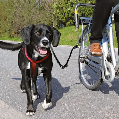 Ham roșu pentru câini și lesă specială atașată la bicicletă, folosite de un câine negru cu alb și o persoană care merge pe bicicletă pe asfalt.