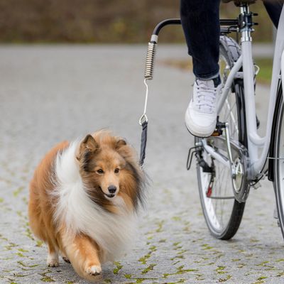 Trixie zestaw rowerowy: uchwyt i smycz Zestaw