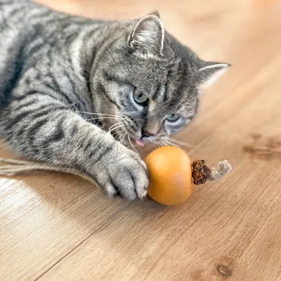 Siva mačka se igra z oranžno igračo iz lesa in vrvi na lesenih tleh.