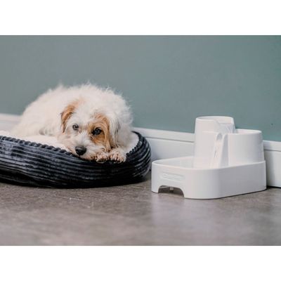 Cane sdraiato su una cuccia accanto a una fontanella bianca per animali con scritta visibile 'Drinkwell'.