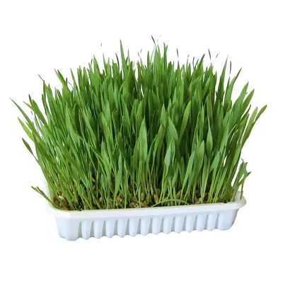 Kerbl trawa dla gryzoni  - 100 g