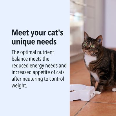 Equilibrio ottimale dei nutrienti per gatti sterilizzati: minore fabbisogno energetico, appetito aumentato, controllo del peso. Raffigurazione di un gatto accanto alla ciotola del cibo.
