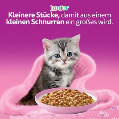 Junior. Kleinere Stücke, damit aus einem kleinen Schnurren ein großes wird. Schale mit kleinen Futterstücken vor einer jungen Katze.