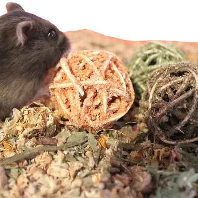 Kleines Nagetier neben drei gefüllten Knabberbällen aus Naturmaterialien auf Einstreu.