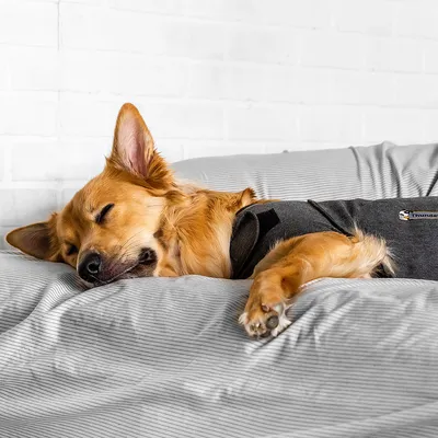 Hund med ThunderShirt-väst i grått tyg liggande på randigt överkast. Märket ThunderShirt synligt på västen.