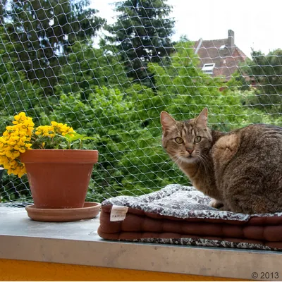 Pisică stă pe o pernă de dormit căptușită pe un balcon, protejată de o plasă de siguranță pentru pisici. În fundal plante și un ghiveci cu flori galbene.