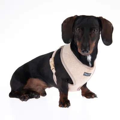Teckel portant un harnais beige en tissu avec étiquette visible « Nomad Tales ». Boucle de fermeture latérale apparente. Harnais ajusté au corps du chien.