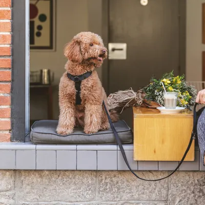 Chien assis sur un coussin gris avec harnais et laisse noire, à côté d’un bouquet de fleurs et d’une boisson sur une table en bois.