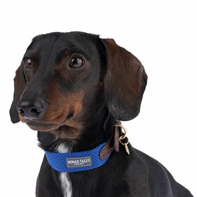 Hund med blåt halsbånd fra Nomad Tales, læderdetaljer og metalspænde synlige.