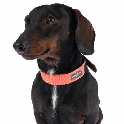 Chien portant un collier textile rose avec étiquette visible « NOMAD TALES » et boucle en cuir marron.