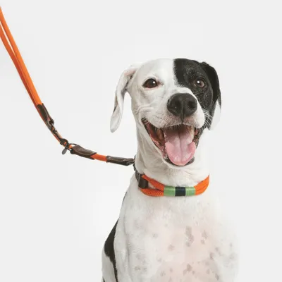 Hund med orange halsbånd og matchende line, viser produktanvendelse for hundetilbehør.