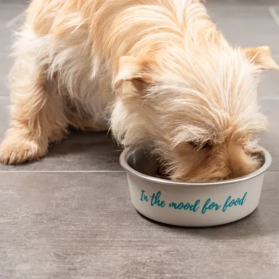 Hundenapf mit Aufschrift 'In the mood for food', Hund frisst aus dem Napf auf grauem Boden.