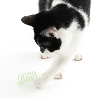 Chat noir et blanc jouant avec un ressort en plastique vert clair sur fond blanc. Le jouet est posé au sol devant la patte du chat.