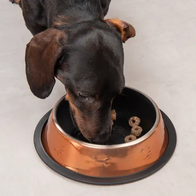 Hund frisst aus einem kupferfarbenen Napf mit schwarzem Innenbereich. Im Napf sind ringförmige Trockenfutterstücke sichtbar.