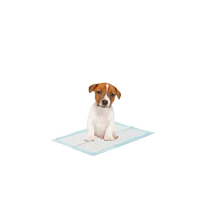 Dog sitting on a blue and white training pad. Product to support house training for pets.