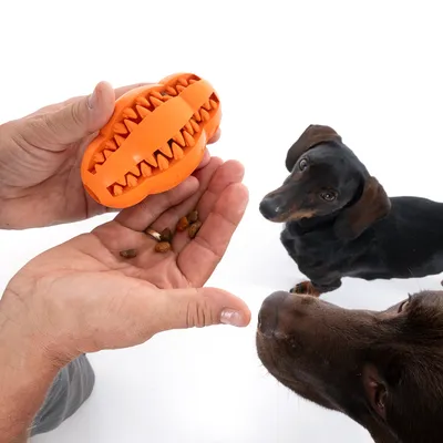 Orange dog toy with teeth, fillable with snacks. Two dogs watch as the toy is filled with small treats by hand.