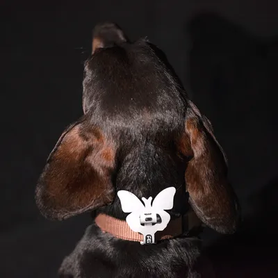 Hundehalsband mit braunem Riemen und weissem Schmetterlingsanhänger, Rückansicht. Hundehalsband mit braunem Riemen und weissem Schmetterlingsanhänger, Rückansicht.