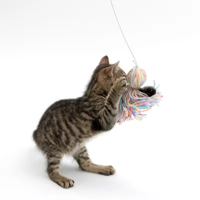 Gato atigrado juega con un juguete colorido de hilos colgado de una cuerda.