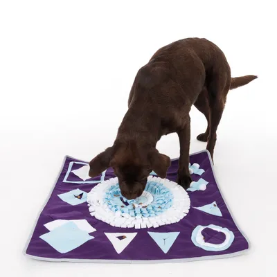 Perro marrón busca golosinas en una alfombra olfativa lila y azul con diferentes formas y texturas.