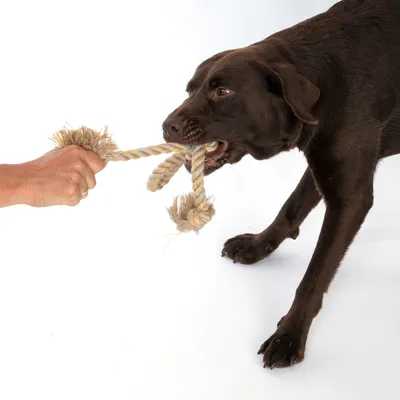 Chien marron tirant sur une corde en coton tenue par une main humaine, jouet à nœuds visible avec extrémités effilochées.