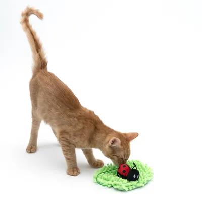 Gato rojo juega con juguete verde con diseño de mariquita. El producto muestra un juguete interactivo para gatos para entretenimiento.