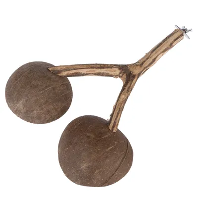 Accessoire en bois avec deux coques de noix de coco et fixation métallique visible, sans marque ni texte apparent.
