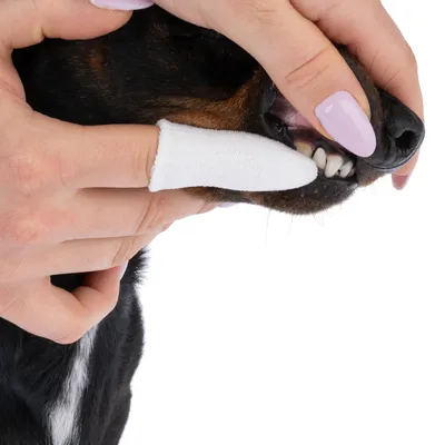 Anwendung eines Fingerzahnbürstchens zur Zahnreinigung bei einem Hund. Zeigt die richtige Technik für die Pflege der Zähne.