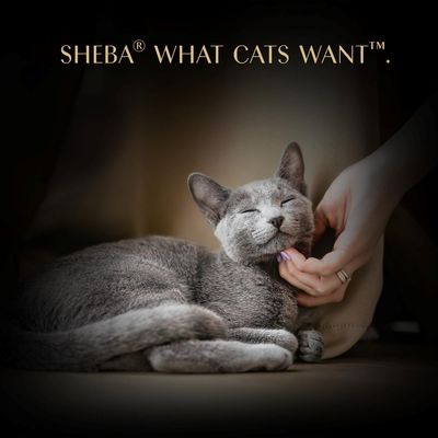 SHEBA WHAT CATS WANT. A grey cat is being stroked under the chin and appears relaxed.