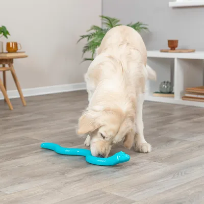 Hund spielt mit einem türkisfarbenen Spielzeug in Schlangenform auf einem Holzboden.