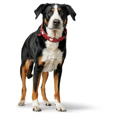 Perro con pañuelo rojo decorado con motivos de corazones blancos.