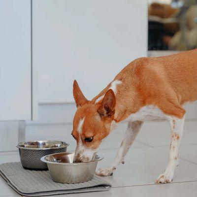 Perro comiendo de un cuenco de acero inoxidable sobre una alfombrilla gris, al lado hay otro cuenco.