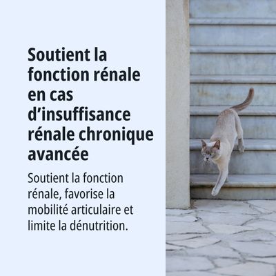 Soutient la fonction rénale en cas d’insuffisance rénale chronique, favorise la mobilité articulaire et limite la malnutrition.