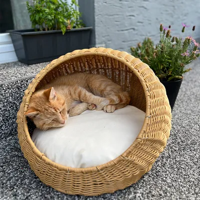 Geflochtenes Katzenbett aus Rattan mit weissem Kissen, auf dem eine orangefarbene Katze schläft. Im Hintergrund Pflanzen und grauer Boden.