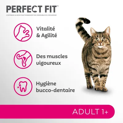 PERFECT FIT, vitalité & agilité, des muscles vigoureux, hygiène bucco-dentaire, ADULT 1+, image d’un chat tigré debout. Texte en français de Belgique.