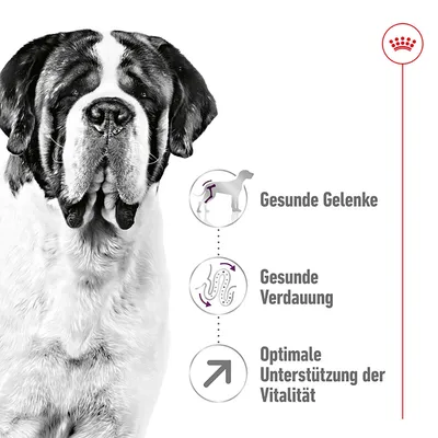 Gesunde Gelenke, gesunde Verdauung und optimale Unterstützung der Vitalität. Produktvorteile für Hunde dargestellt mit Symbolen und Text.